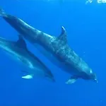 アパート Ocean View サンミゲル・デ・アボナ