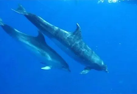 Apartman Ocean View San Miguel de Abona