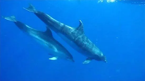 Appartement Ocean View San Miguel de Abona